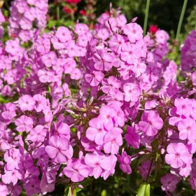   Réti lángvirág – Phlox glaberrima 'Bill Baker'