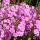 Réti lángvirág – Phlox glaberrima 'Bill Baker'