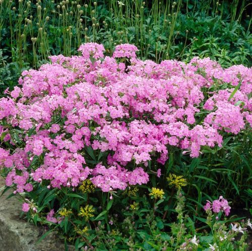 Réti lángvirág – Phlox glaberrima 'Bill Baker'