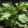 Rebarbara – Rheum rhabarbarum