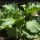Rebarbara – Rheum rhabarbarum