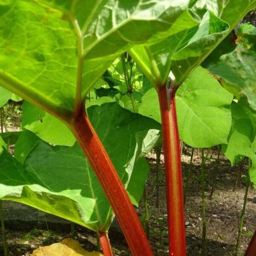 Rebarbara – Rheum rhabarbarum
