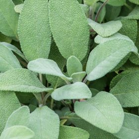   Kerti zsálya – Salvia officinalis 'Grover's Friend'