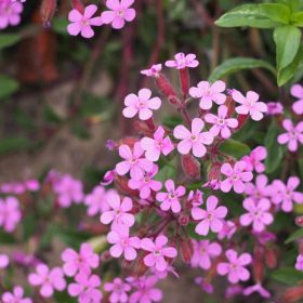 Gyepes szappanfű - Saponaria ocymoides