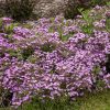 Gyepes szappanfű - Saponaria ocymoides