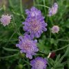 Ördögszem – Scabiosa 'Vivid Violet'