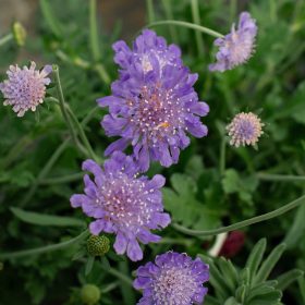 Ördögszem – Scabiosa 'Vivid Violet'