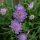 Ördögszem – Scabiosa 'Vivid Violet'