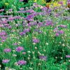 Ördögszem – Scabiosa 'Vivid Violet'