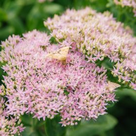 Varjúháj – Sedum spectabile 'Thundercloud'