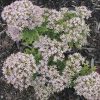 Varjúháj – Sedum spectabile 'Thundercloud'