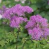 Harangláb levelű borkóró – Thalictrum aquilegifolium