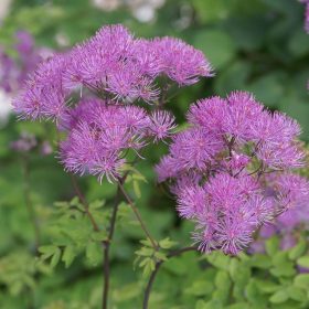 Harangláb levelű borkóró – Thalictrum aquilegifolium