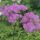 Harangláb levelű borkóró – Thalictrum aquilegifolium