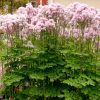 Harangláb levelű borkóró – Thalictrum aquilegifolium