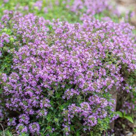   Kúszó kakukkfű – Thymus serpyllum 'Magic Carpet'