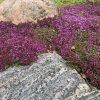 Kúszó kakukkfű – Thymus serpyllum 'Magic Carpet'