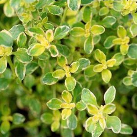   Citromillatú kakukkfű – Thymus × citriodorus 'Aureus'