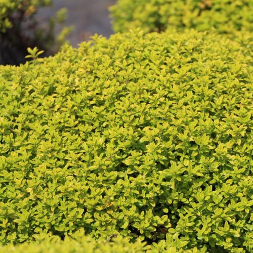 Citromillatú kakukkfű – Thymus × citriodorus 'Aureus'