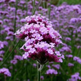   Ernyős verbéna – Verbena bonariensis 'Purple Tower'