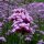 Ernyős verbéna – Verbena bonariensis 'Purple Tower'
