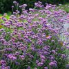Ernyős verbéna – Verbena bonariensis 'Purple Tower'