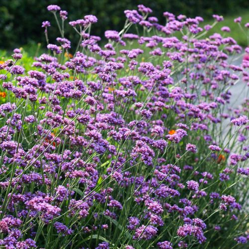 Ernyős verbéna – Verbena bonariensis 'Purple Tower'