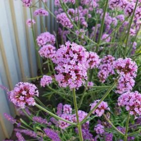   Ernyős verbéna – Verbena bonariensis 'Little Cloud'
