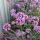 Ernyős verbéna – Verbena bonariensis 'Little Cloud'