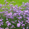 Ernyős verbéna – Verbena bonariensis 'Little Cloud'