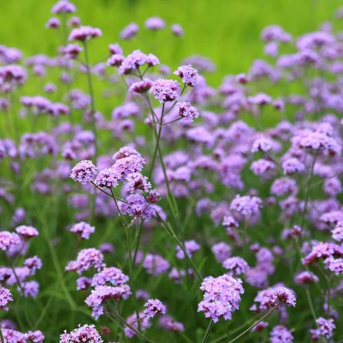 Ernyős verbéna – Verbena bonariensis 'Little Cloud'