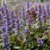 Indás ínfű – Ajuga reptans 'Atropurpurea'