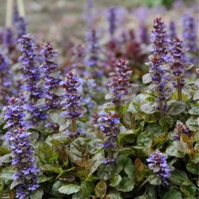 Indás ínfű – Ajuga reptans 'Atropurpurea'