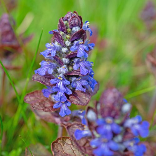 Indás ínfű – Ajuga reptans 'Atropurpurea'