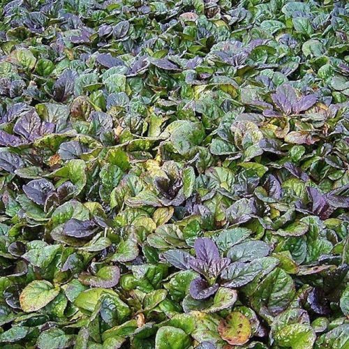 Indás ínfű – Ajuga reptans 'Atropurpurea'