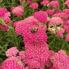 Közönséges cickafark - Achillea millefolium 'New Vintage Rose'