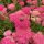 Közönséges cickafark - Achillea millefolium 'New Vintage Rose'