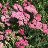 Közönséges cickafark - Achillea millefolium 'New Vintage Rose'