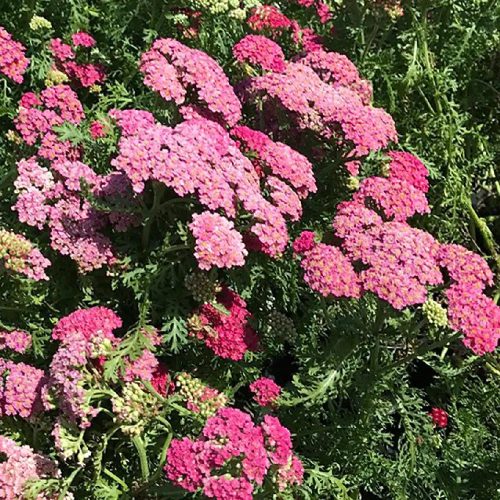 Közönséges cickafark - Achillea millefolium 'New Vintage Rose'