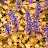 Indás ínfű – Ajuga reptans 