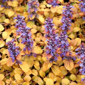 Indás ínfű – Ajuga reptans 