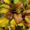 Indás ínfű – Ajuga reptans 