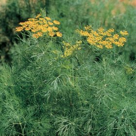 Kapor – Anethum graveolens