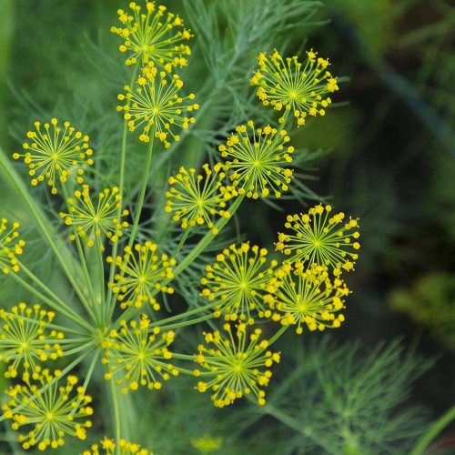 Kapor – Anethum graveolens