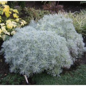   Törpe ezüstüröm – Artemisia schmidtiana 'Nana Attraction'