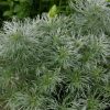Törpe ezüstüröm – Artemisia schmidtiana 'Nana Attraction'