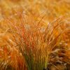 Narancsos sás – Carex testacea 'Prairie Fire'