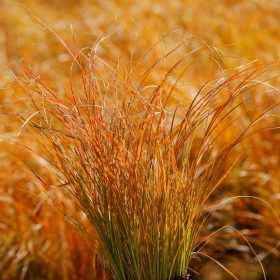 Narancsos sás – Carex testacea 'Prairie Fire'