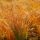 Narancsos sás – Carex testacea 'Prairie Fire'