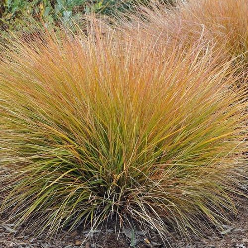 Narancsos sás – Carex testacea 'Prairie Fire'